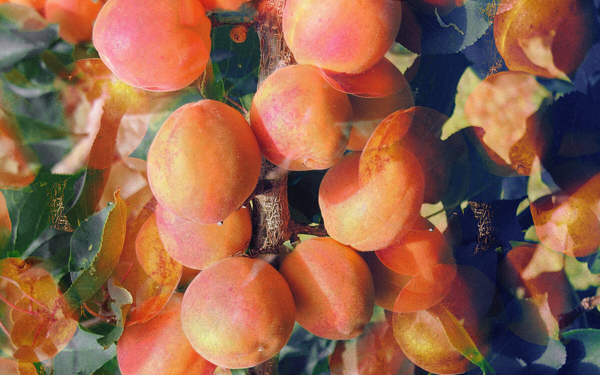 Ladakh’s Sweet Apricot