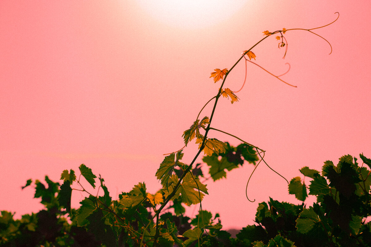 Wine Trek: The Next Fermentation