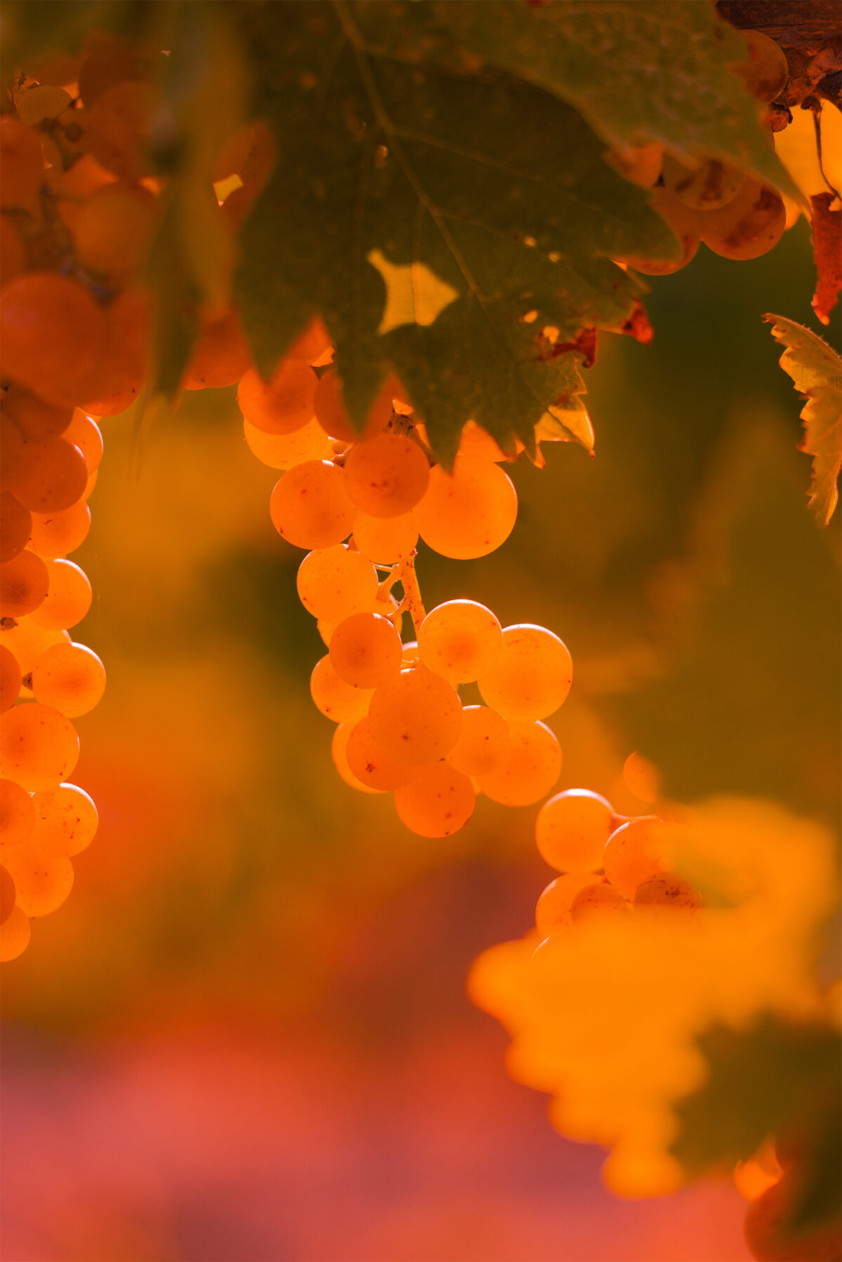 Uncorking Change